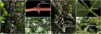 Combined morphological and multi-omics analyses to reveal the developmental mechanism of Zanthoxylum bungeanum prickles